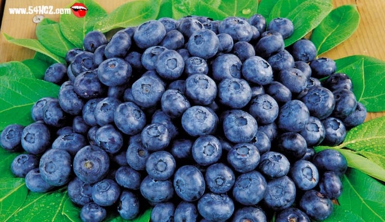 藍莓的功效與作用及營養價值有哪些?
