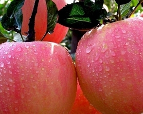蘋果的營養價值高 多吃蘋果可防癌防鉛中毒