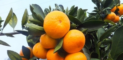 橘子能不能空腹吃