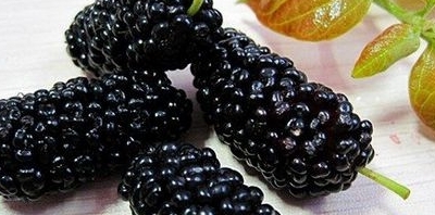 腎虛吃什麼 十種黑色食物最補腎