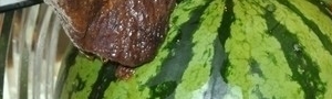小黃瓜炒肉片
