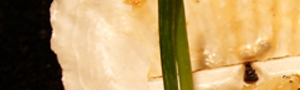 桂圓紫米粥食譜