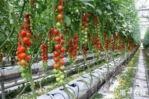 黑柿番茄種植技術