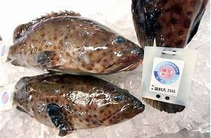 烏雞丸 石斑魚