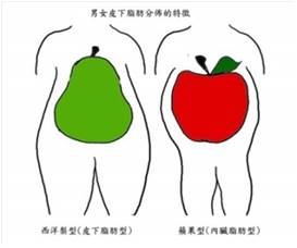 蘋果型肥胖