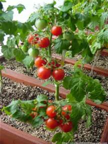 牛番茄種植技術