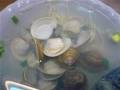 冬瓜蛤蜊湯作法
