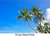 椰子樹圖片