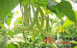 長菜豆種植方法