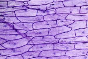 洋蔥表皮細胞構造