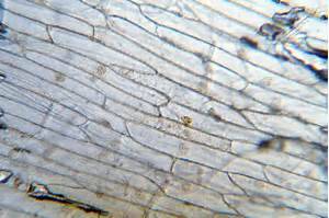 洋蔥表皮細胞觀察