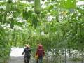 澎湖絲瓜種植季節