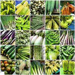 蔬菜種植方法圖片