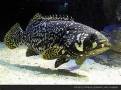 龍膽石斑魚