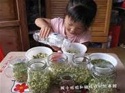 綠豆芽菜的種植方法