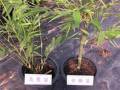 綠竹筍栽種方法