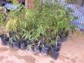 綠竹筍種植管理方法