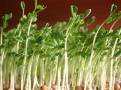 豌豆芽菜的種植方法