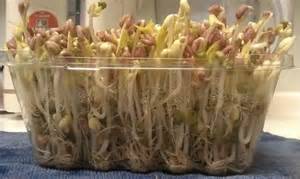 黃豆芽種植方法