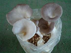 種香菇太空包 方法