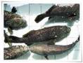 龍膽石斑魚養殖方法