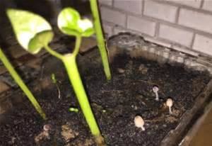 為什麼盆栽長香菇