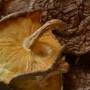 如何種段木香菇