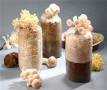 太空包香菇栽培方法