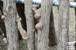 香菇栽種方法
