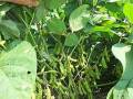 綠豆種植方法