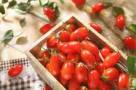 溫室蕃茄栽培方法