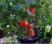 聖女蕃茄種植方法