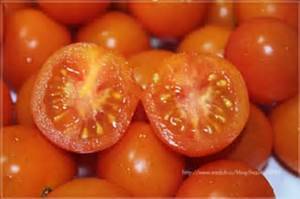 有機蕃茄栽種方法