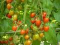 蕃茄施肥方法