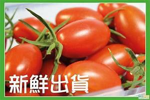 蕃茄病蟲害防治方法