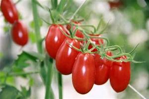 玉女蕃茄栽培方法