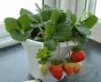 盆栽小蕃茄種植方法