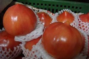 桃太郎蕃茄栽培方法