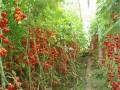 陽台種蕃茄栽培方法