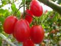 玉女蕃茄如何種植