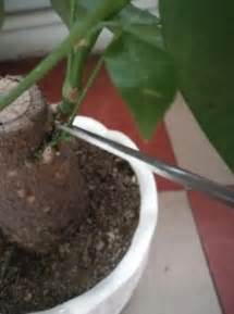 如何種植辣椒盆栽