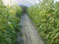 溫室小黃瓜種植方法