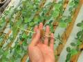 日本小黃瓜種植方法