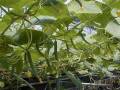 小黃瓜種子催芽方法