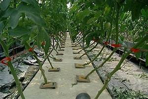 大黃瓜種植方法圖片
