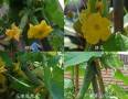 大黃瓜種植方法