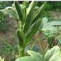 小黃瓜種植方法病蟲害防治
