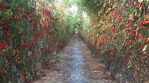 盆栽小番茄種植方法