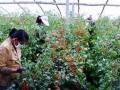 黑柿番茄種植方法