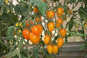 黃金番茄種植方法